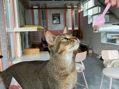 -喵屿·大理花园猫咖