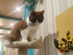 -猫小院猫主题咖啡厅(北锣店)