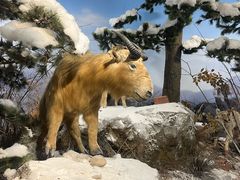 -陕西自然博物馆