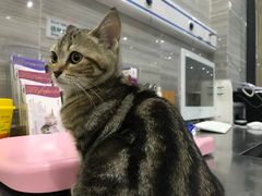 -瑞派名望志远动物医院·猫科·內科·异宠专科(直港大道店)