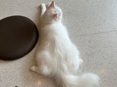 -飞行喵MR PILOT|猫舍·猫咖(静安大融城店)