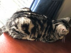 -吉丁鸟咖·异宠·寄养