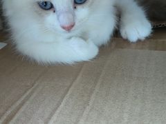 -佳雯宠物医院·皮肤科·内外科(春晓路分院)