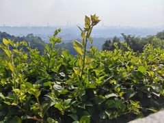 -火炉山森林公园