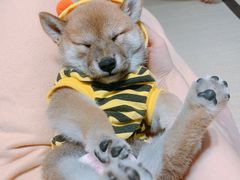 -逗柴咖啡屋·狗咖猫咖宠物桌游