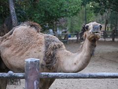 -清迈夜间动物园