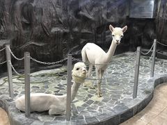 -上海大自然野生昆虫馆(东方明珠·爬宠昆虫探索中心)