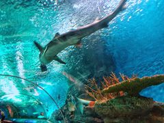 -上海海洋水族馆