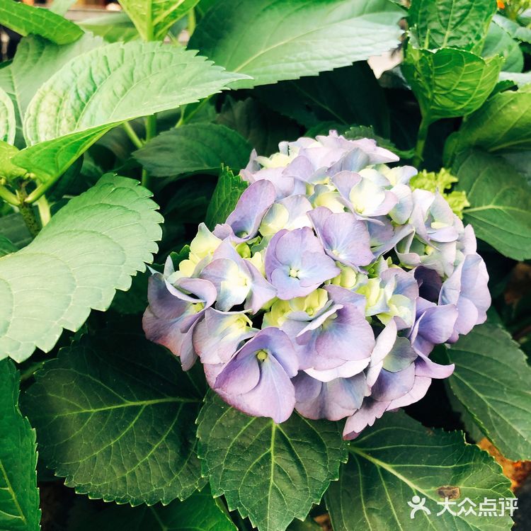 春日踏青好去处•路边的野花也很美