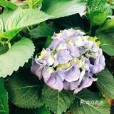 春日踏青好去处•路边的野花也很美