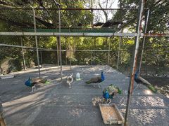 -福建鲤鱼洲酒店