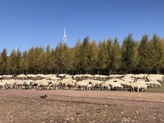 -塞罕坝国家级自然保护区