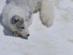 -海合安成都极地海洋公园