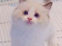 -翊宠yipet猫狗购宠庄园