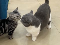 -喵宠乐园·撸猫互动·猫舍