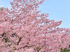 -顾村公园
