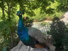 -西霞口神雕山野生动物世界