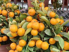 -越秀西湖花市(广州城市广场花卉店)