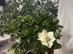 -金陵花卉交易市场