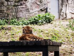 -广州长隆野生动物世界
