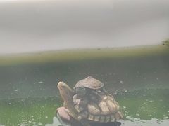 -灵龟之家百象馆(百象馆联合旗舰店)