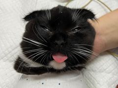 -艾贝尔宠物医院·24H转诊中心·肿瘤猫专科(江宁双龙店)