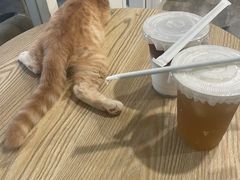 -楼上猫咖(罗湖店)