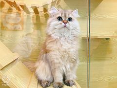 -猫十亿·布偶金渐层·曼基康矮脚猫舍(青年路店)