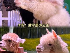 -正佳雨林生态植物园