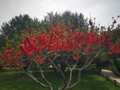 -莲花池公园