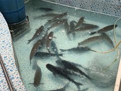 -鱼神·脆肉鲩 全鱼宴(西乡店)