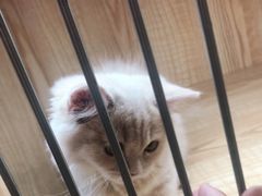 -山宅一喵德文卷毛猫舍