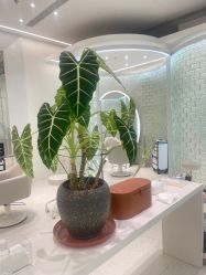 -Meng Lang 梦郎白金店