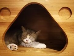 -more than meow吴止猫主题餐厅(承德 中船汇店)