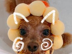 -BABYDOG宝贝狗宠物乐园(欧洲城店)