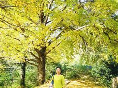 -千年银杏谷文化旅游区
