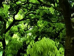 -大屏嶂森林公园