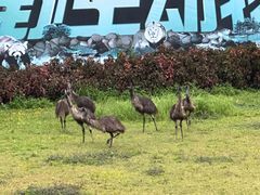 -深圳野生动物园
