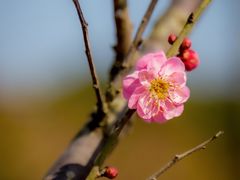 -马峦山郊野公园