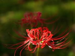 -白塘生态植物园