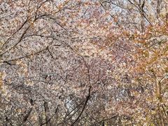 -济南国际园博园