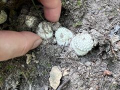 -牛背梁国家森林公园