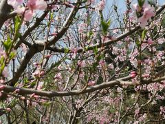 -大兴滨河森林公园