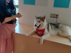 -Husky Go! 哈士奇体验馆·宠物咖啡厅狗咖