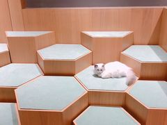 -CAT’S MEWSTAR CAFE·喵星球猫屋(晴湾咖啡店)