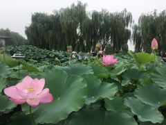 -白洋淀景区