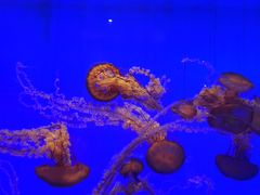 -上海海洋水族馆