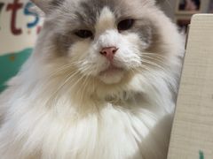 -藏猫猫咖啡主题馆(中央大道店)