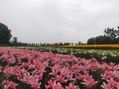 -花博汇(知音花月夜)
