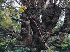 -墨尔本皇家植物园